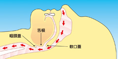 健常人の気道状態